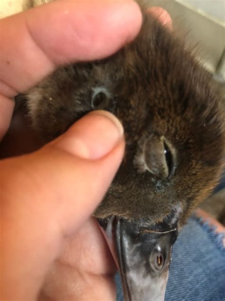 Exploring "Do Ducks Have Ears?"