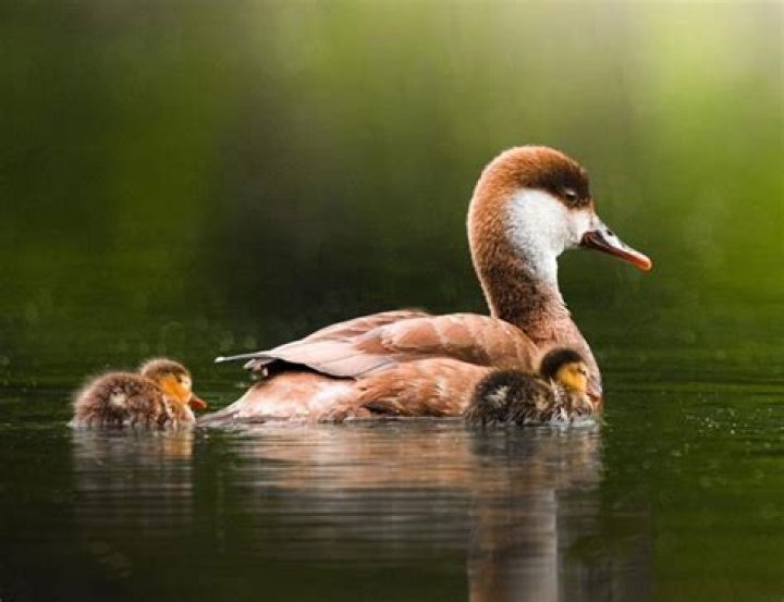 A Culinary Journey Into Flavor And Texture