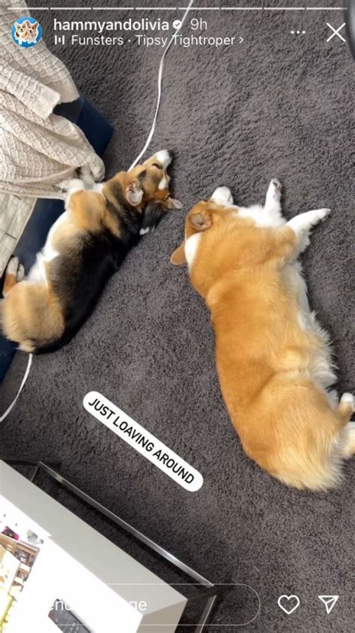 Unraveling The Enigma Of Hammy And Olivia Death: Breakthrough Insights