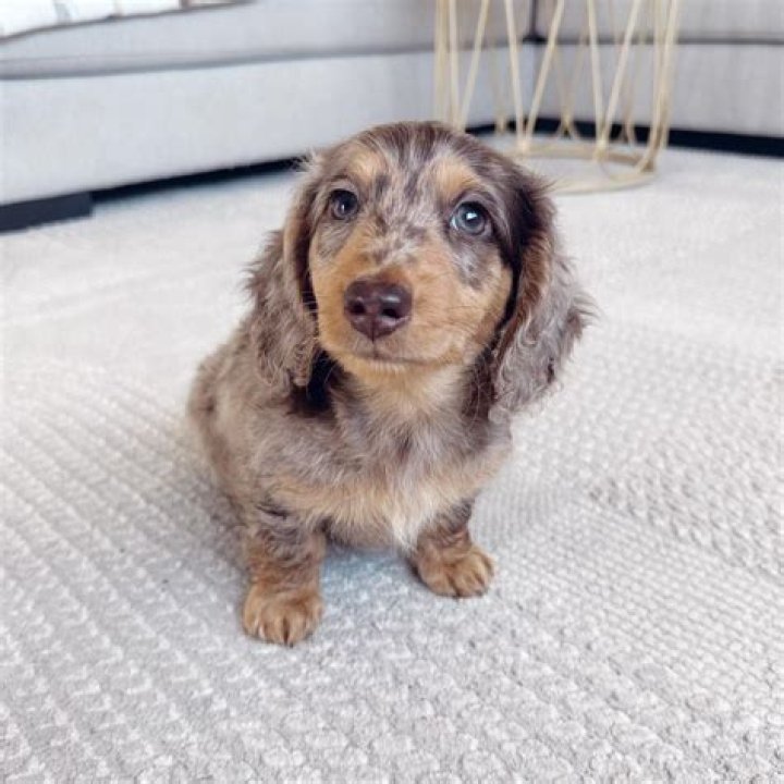 Unleash The Enchanting World Of Miniature Long Haired Dachshunds