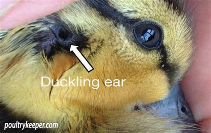 The Remarkable Location Of Ducks' Ears Revealed