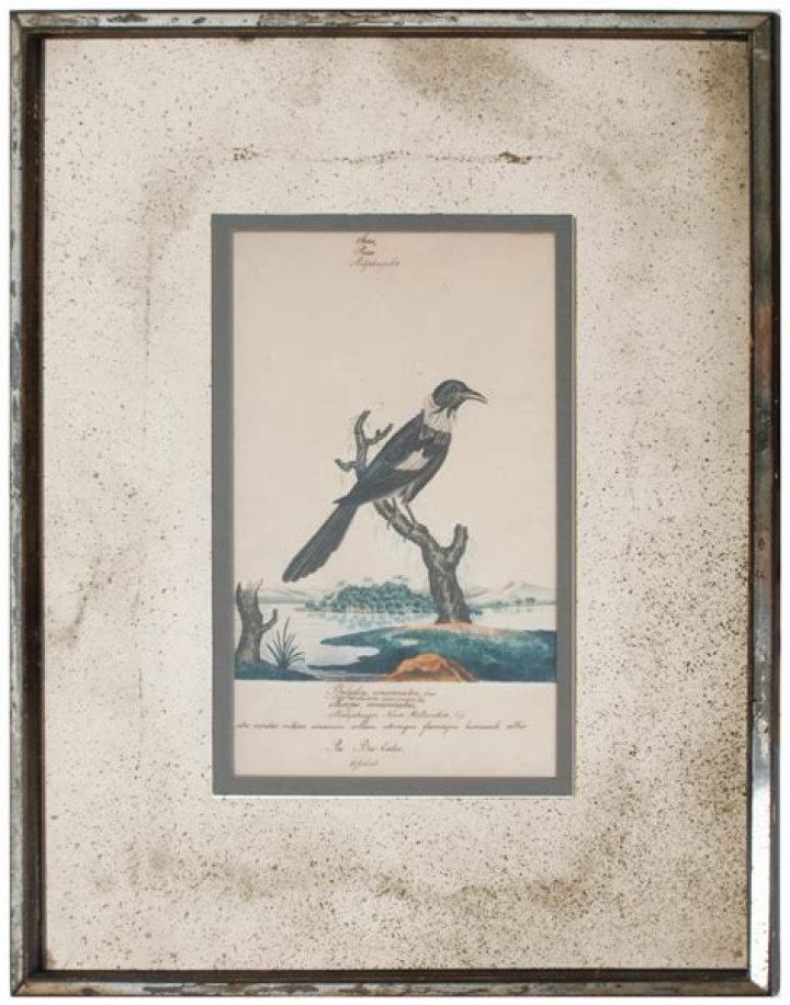 A Journey Into William Goodall's Chimpanzee Research